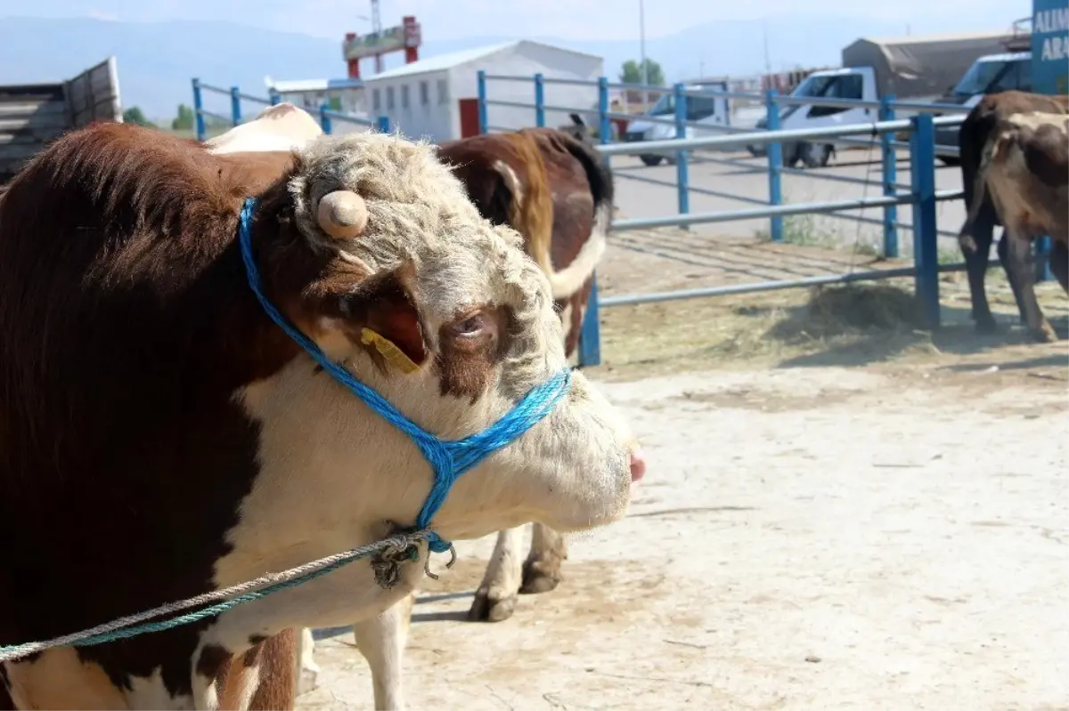 Doğu'dan kurbanlık sevkiyatları başladı