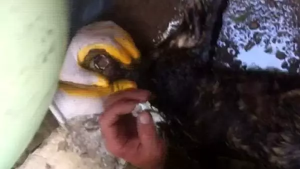 Dumandan etkilenen kedi kalp masajıyla hayata döndürüldü