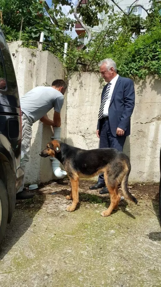 Köpeği dereye atan işçiye 'Hayvanlara Bakma' görevi Köpeği dereye atan işçiye 'Hayvanlara Bakma' görevi