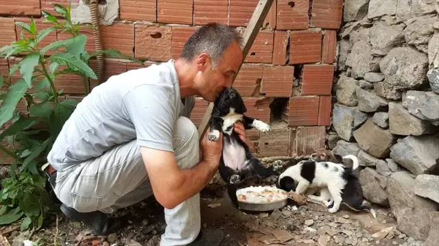 Köpek yavrusunu dereye atan kişiye Köpek yavrusunu dereye atan kişiye