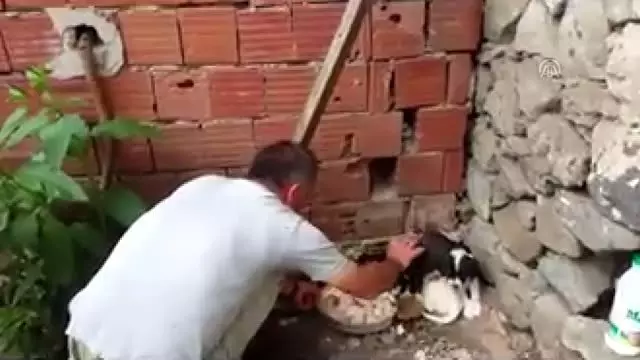Köpek yavrusunu dereye atan kişiye 'hayvanlara bakma' görevi Köpek yavrusunu dereye atan kişiye 'hayvanlara bakma' görevi