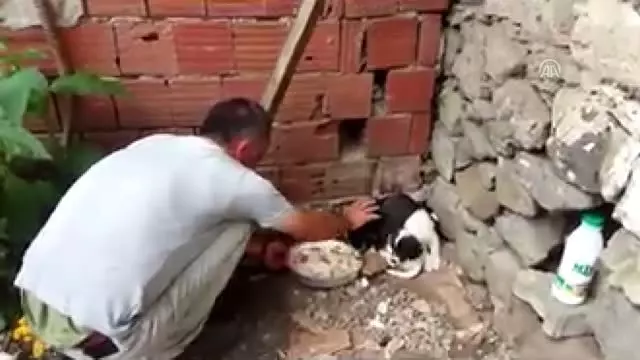 Köpek yavrusunu dereye atan kişiye 'hayvanlara bakma' görevi Köpek yavrusunu dereye atan kişiye 'hayvanlara bakma' görevi