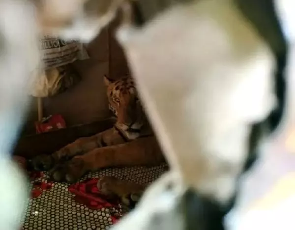 Selden kaçıp eve giren kaplan, paniğe yol açtı