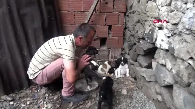 Yavru köpeği dereye atan işçiye, sokak hayvanlarına bakma cezası Yavru köpeği dereye atan işçiye, sokak hayvanlarına bakma cezası