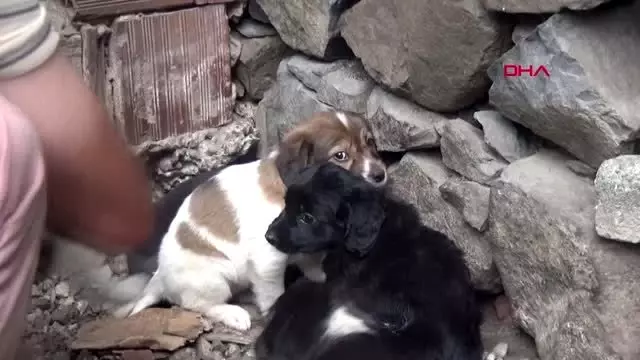 Yavru köpeği dereye atan işçiye, sokak hayvanlarına bakma cezası Yavru köpeği dereye atan işçiye, sokak hayvanlarına bakma cezası