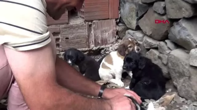 Yavru köpeği dereye atan işçiye, sokak hayvanlarına bakma cezası Yavru köpeği dereye atan işçiye, sokak hayvanlarına bakma cezası