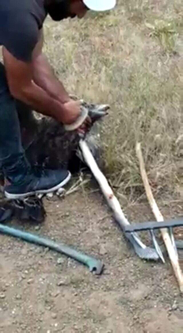 Yılanın boğmaya çalıştığı kartalı son anda kurtardılar
