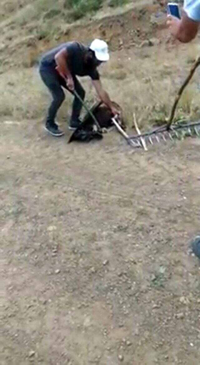 Yılanın boğmaya çalıştığı kartalı son anda kurtardılar