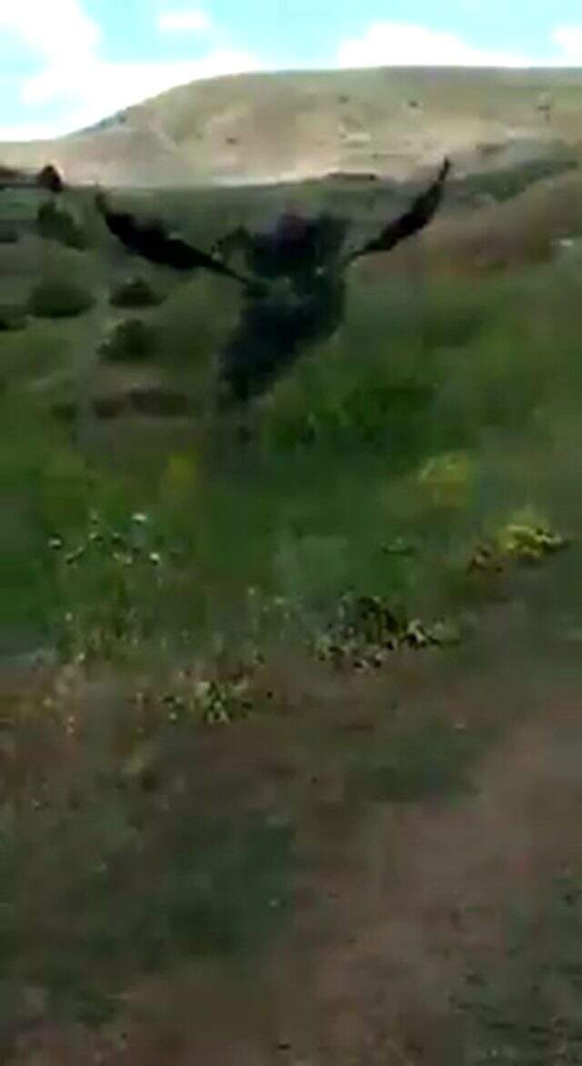 Yılanın boğmaya çalıştığı kartalı son anda kurtardılar