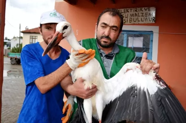 Yuvasından düşen leylek Bünyan Belediyesi'ne emanet