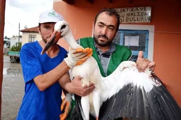 Yuvasından düşen leylek tedaviye alındı