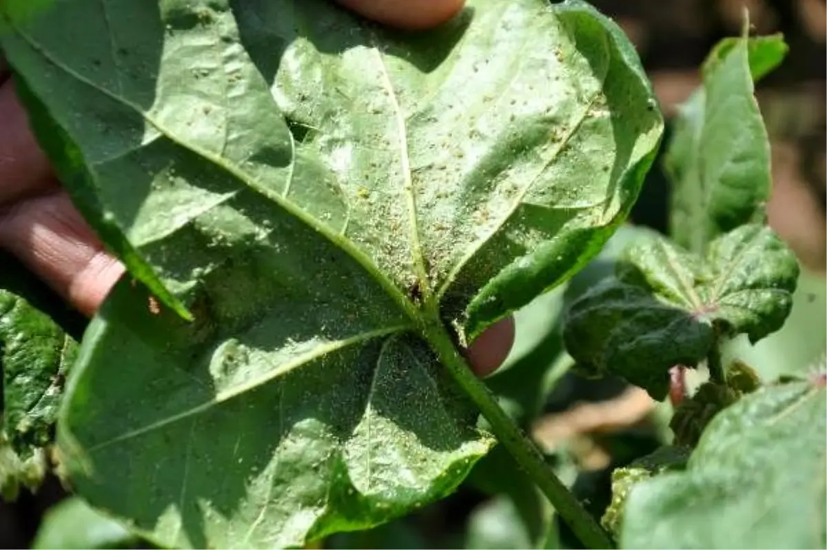 Amik Ovası'nda pamukta 'zenk' hastalığı