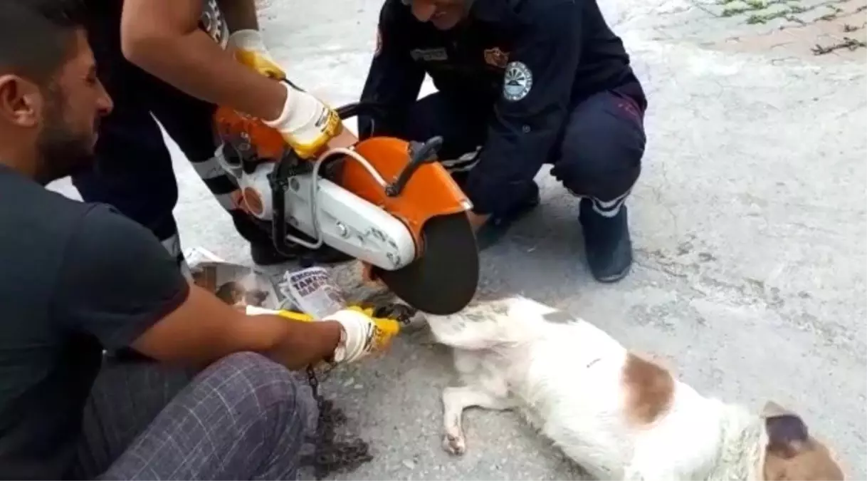Ayağı zincire dolanan köpeği itfaiye kurtardı Haberler
