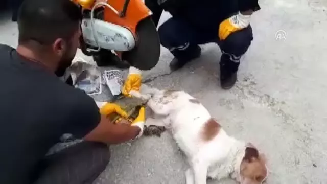 Ayağına zincir takılan