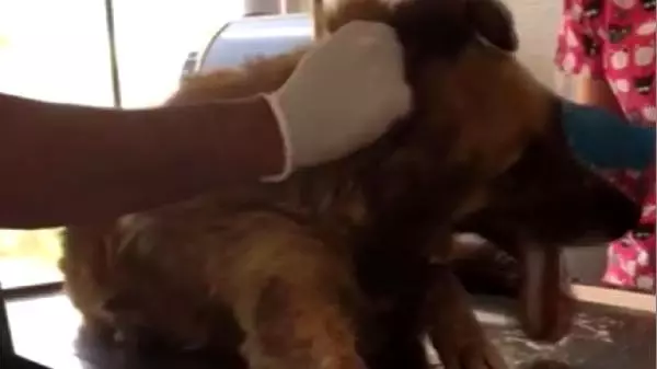 Bodrum'da zehirlenen 2 köpekten 1'i telef oldu