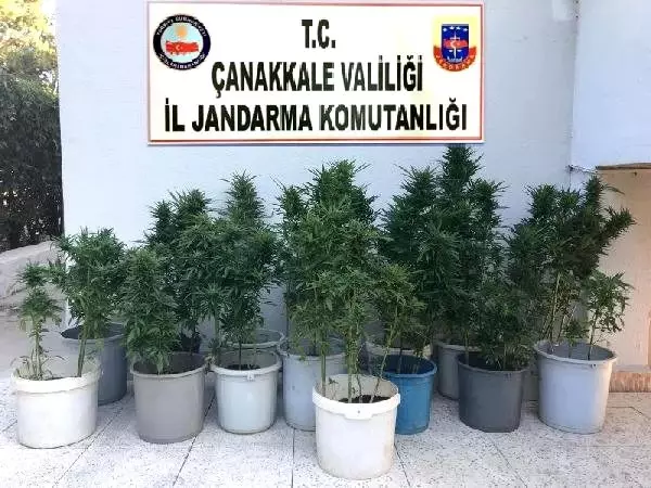 Çanakkale'de 123 kök Hint keneviri ele geçirildi