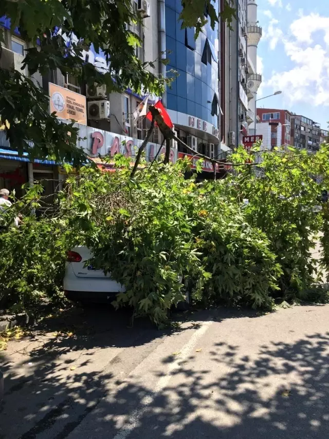 Çürüyen ağacın dalı park halindeki otomobilin üzerine devrildi