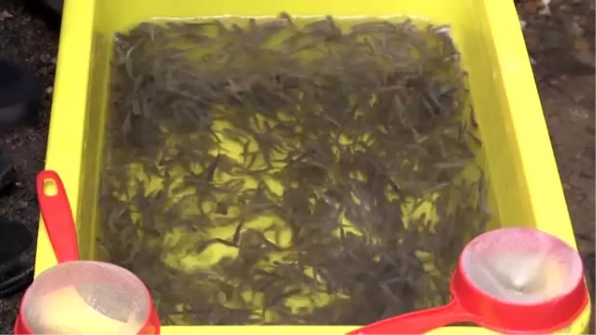 Fırtına Deresi'ne 7 yılda 1,5 milyon balık bırakıldı