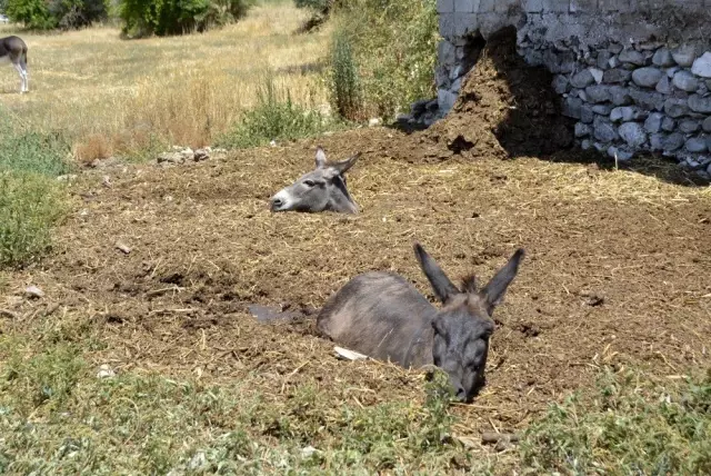 Gübre çukuruna düşen eşekler kepçeyle kurtarıldı