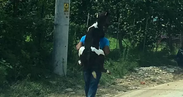 Hayvansever vatandaş selde yaralanan buzağıyı sırtında taşıdı