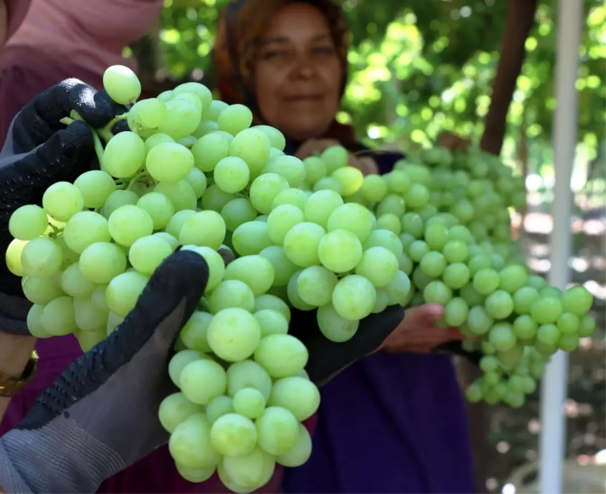 İhracatlık üzümde hasat başladı