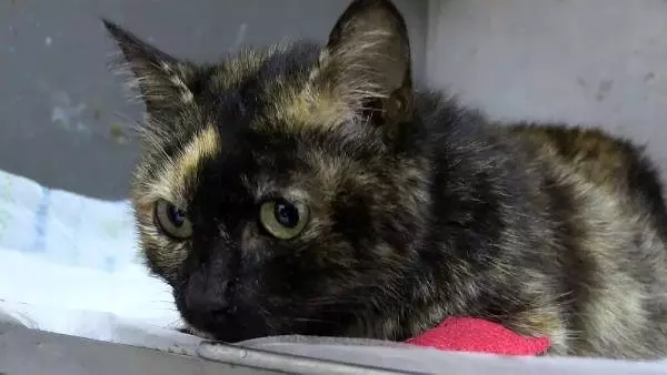Kedi kalp masajı ve suni teneffüsle hayata döndürüldü