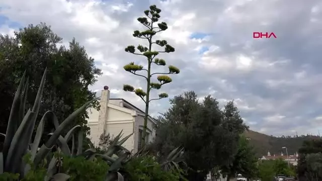 MUĞLA MARMARİS'TE ÇİÇEK AÇAN AGAVE BİTKİSİ İLGİ ÇEKTİ MUĞLA MARMARİS'TE ÇİÇEK AÇAN AGAVE BİTKİSİ İLGİ ÇEKTİ