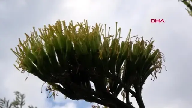MUĞLA MARMARİS'TE ÇİÇEK AÇAN AGAVE BİTKİSİ İLGİ ÇEKTİ MUĞLA MARMARİS'TE ÇİÇEK AÇAN AGAVE BİTKİSİ İLGİ ÇEKTİ