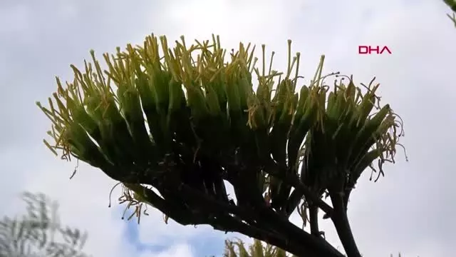 MUĞLA MARMARİS'TE ÇİÇEK AÇAN AGAVE BİTKİSİ İLGİ ÇEKTİ MUĞLA MARMARİS'TE ÇİÇEK AÇAN AGAVE BİTKİSİ İLGİ ÇEKTİ