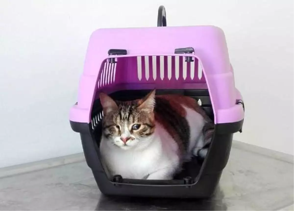 'Popiş' ameliyatla yeniden ışığa kavuştu