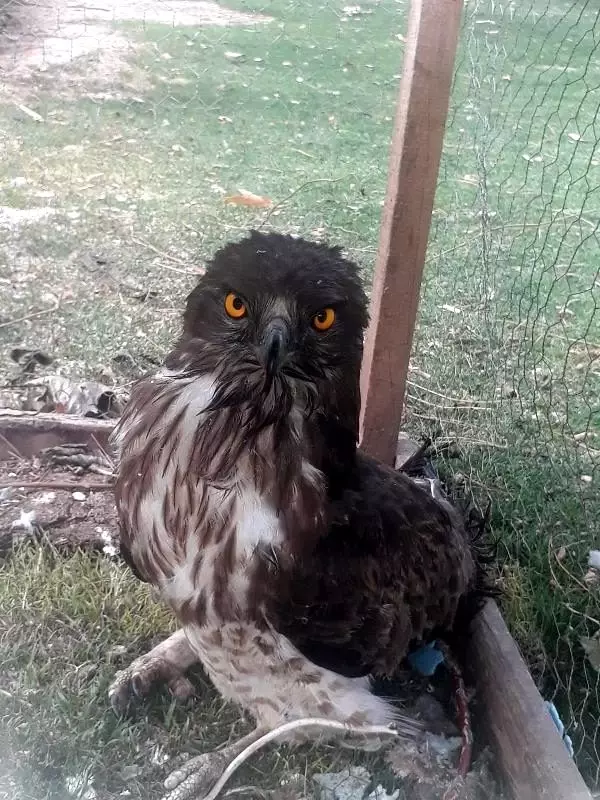 Silahla vurulan şahini polisler buldu, emniyette tedavi edildi