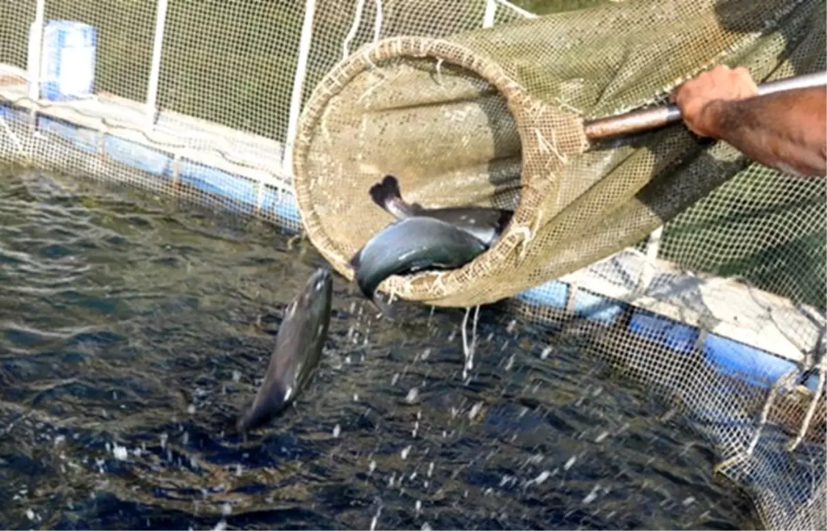 Su ürünleri ihracatında hedef 2 milyar dolar oldu