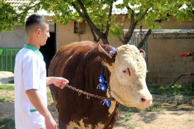 1 ton 300 kilo ağırlığındaki 'Paşa' adli boğa 25 bin liraya alıcısını bekliyor