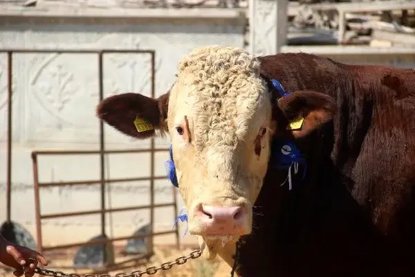 1 ton 300 kilo ağırlığındaki 'Paşa' adli boğa 25 bin liraya alıcısını bekliyor