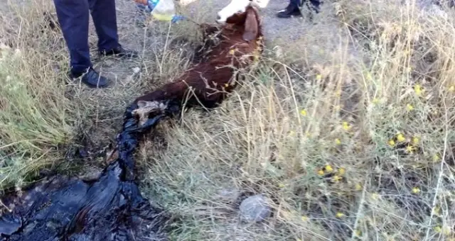Asfalta yapışan keçinin imdadına itfaiye yetişti!