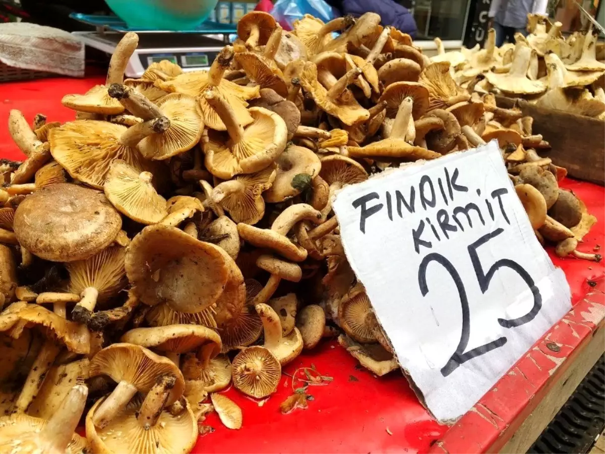 Fındık mantarı 25 liradan tezgahlardaki yerini aldı