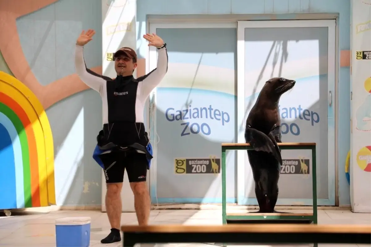 Fokun yetenekleri görenleri şaşırtıyor