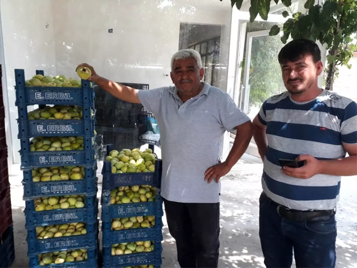 Mersin'in Mut ilçesinde incirde 5 bin ton rekolte bekleniyor! Kilosu 15 lira