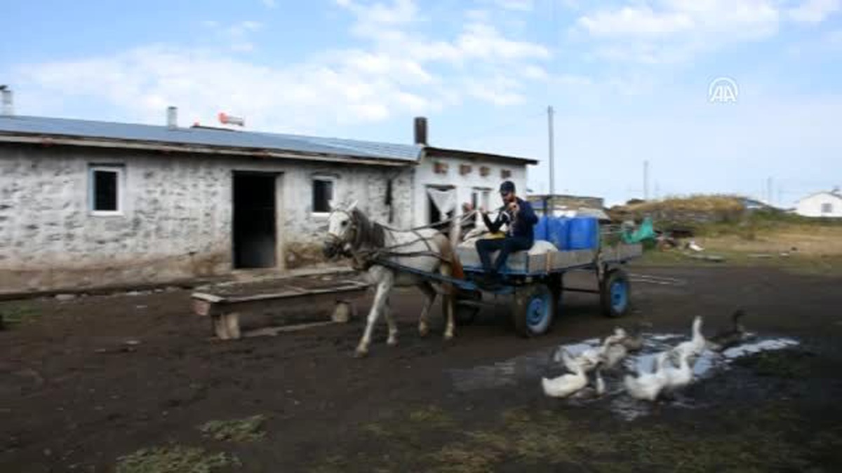 Köylülerin 'yayla mesaisi' devam ediyor - KARS