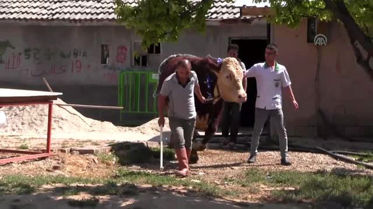 Kurbanlık 1,3 tonluk boğa 'Paşa' görücüye çıktı - KONYA