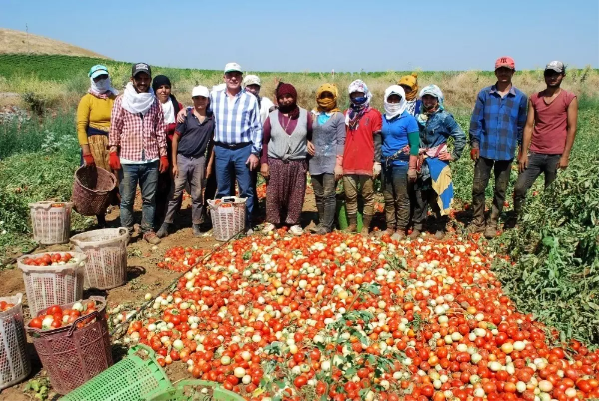 Salçalık domateste üretim arttı