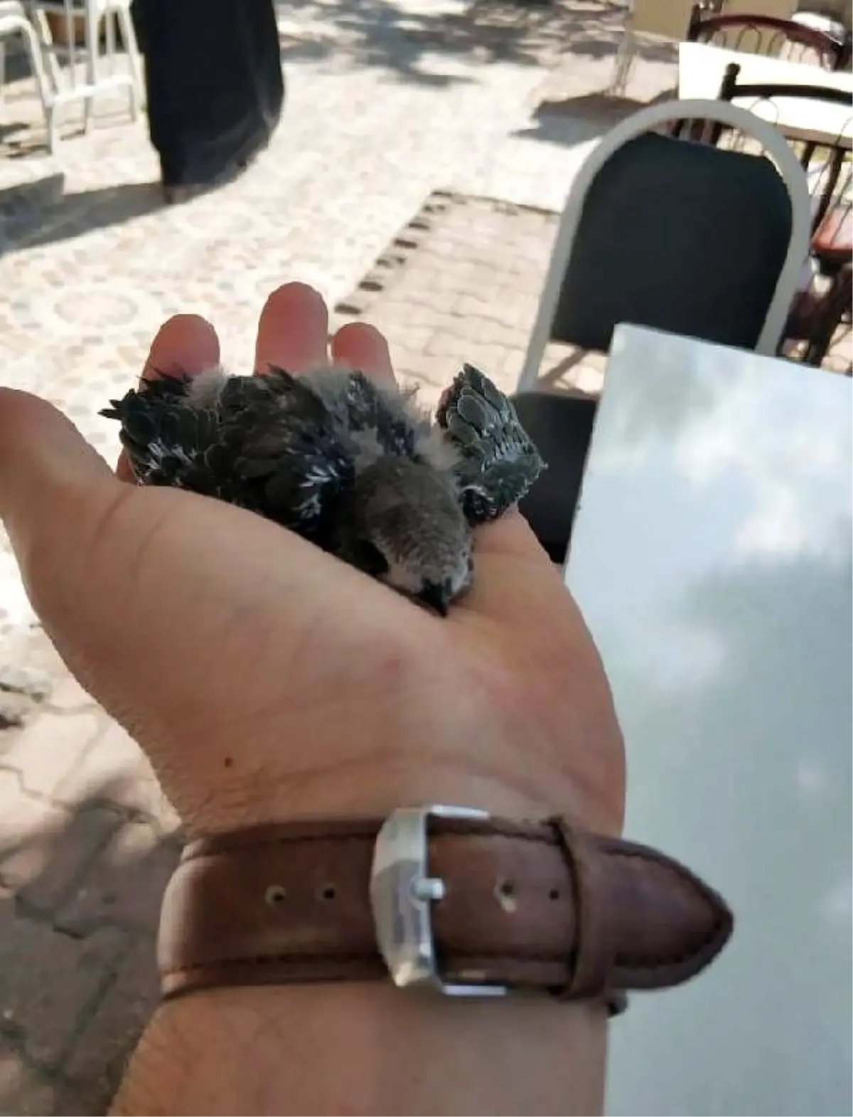 Yavru ebabil kuşu, 1 ay sonra yeniden uçtu