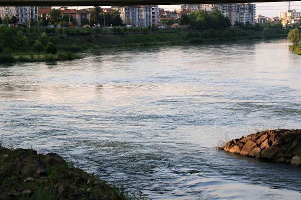 Yeşilırmak'ta 'İsrail sazanı' tehdidi