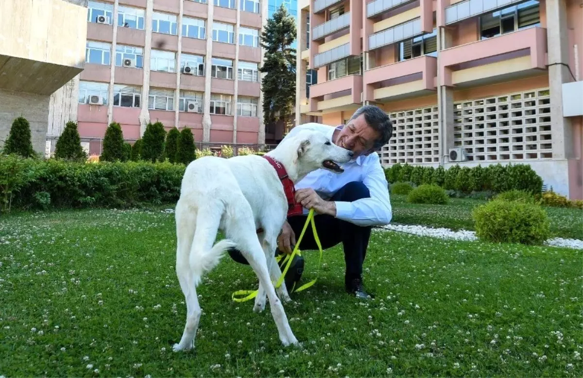 Bakan Selçuk: 'İnşallah okullar açıldığında her okulumuzda hayvan dostlarımızı görmek dileğiyle'