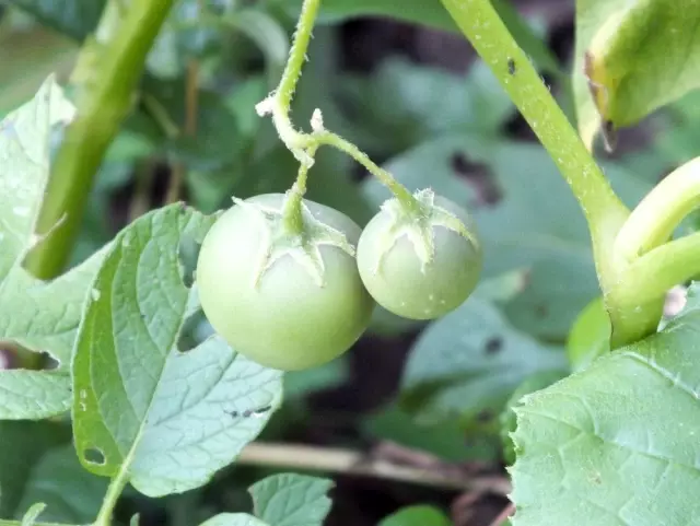Herkes domates sanmıştı, zehirli patates olduğu anlaşıldı