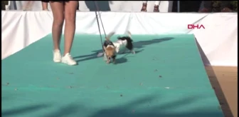 Sahipli köpekler, sokak hayvanları için yarıştı