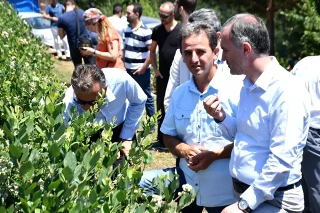 Türkiye'nin en büyük yaban mersini bahçesinde hasat başladı