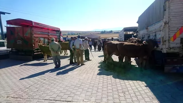 Aslanapa'ya Canlı Hayvan Pazarı
