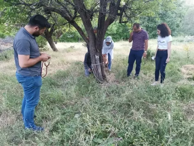 Bitkin halde bulunan yaban keçisi tedavisinin ardından doğaya bırakıldı