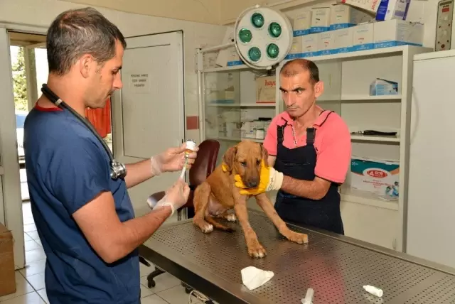 Diyarbakır'da 979 sokak hayvanın bakım ve tedavileri yapıldı